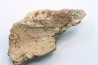 mandibule de dinosaure hadrosaure : edmontosaure