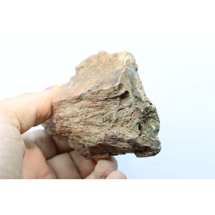 mandibule de dinosaure hadrosaure : edmontosaure