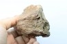 part of mandibule -dinosaur hadrosaure : edmontosaure