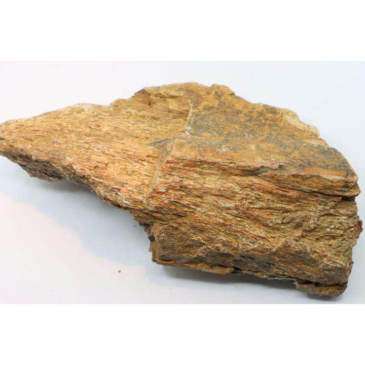 part of mandibule -dinosaur hadrosaure : edmontosaure