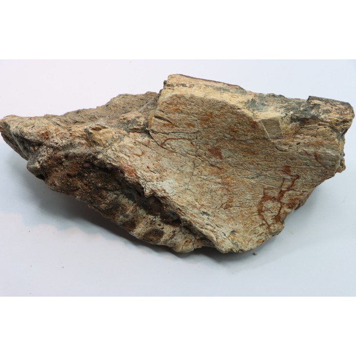 part of mandibule -dinosaur hadrosaure : edmontosaure