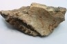 part of mandibule -dinosaur hadrosaure : edmontosaure
