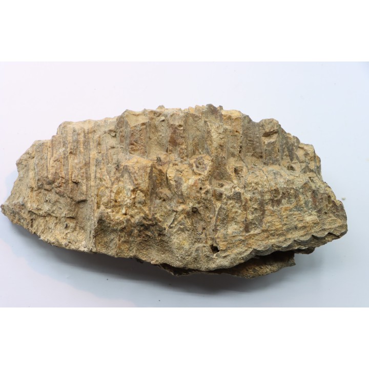 mandibule de dinosaure hadrosaure : edmontosaure