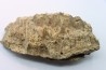 mandibule de dinosaure hadrosaure : edmontosaure