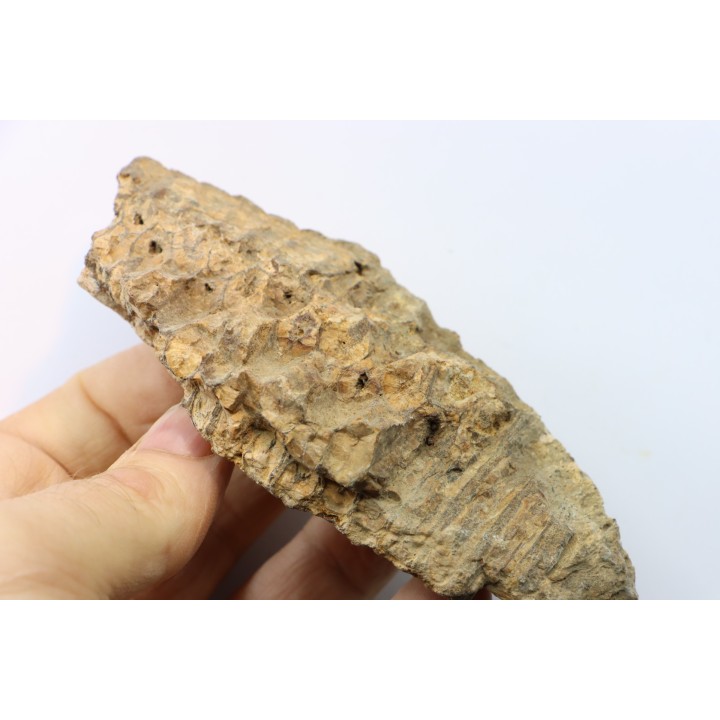 mandibule de dinosaure hadrosaure : edmontosaure