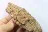 part of mandibule -dinosaur hadrosaure : edmontosaure