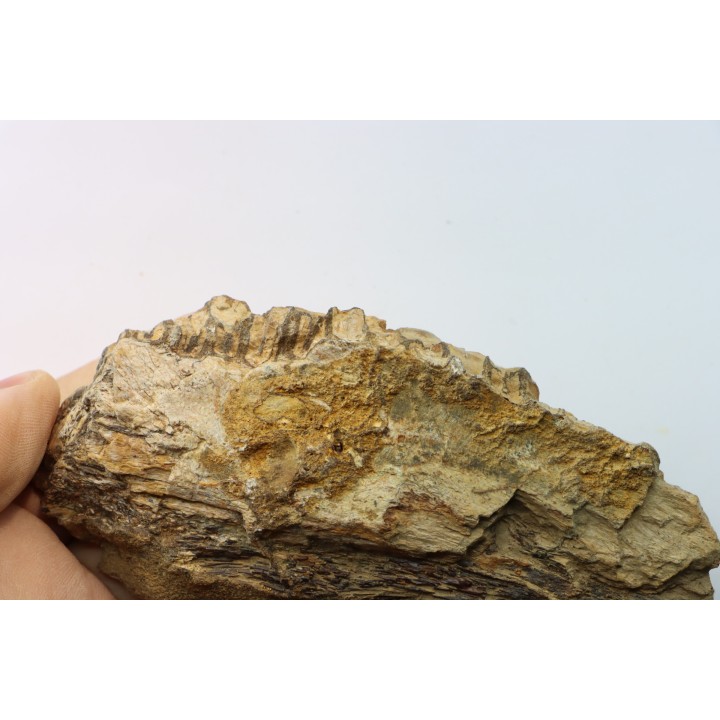 mandibule de dinosaure hadrosaure : edmontosaure