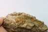 part of mandibule -dinosaur hadrosaure : edmontosaure