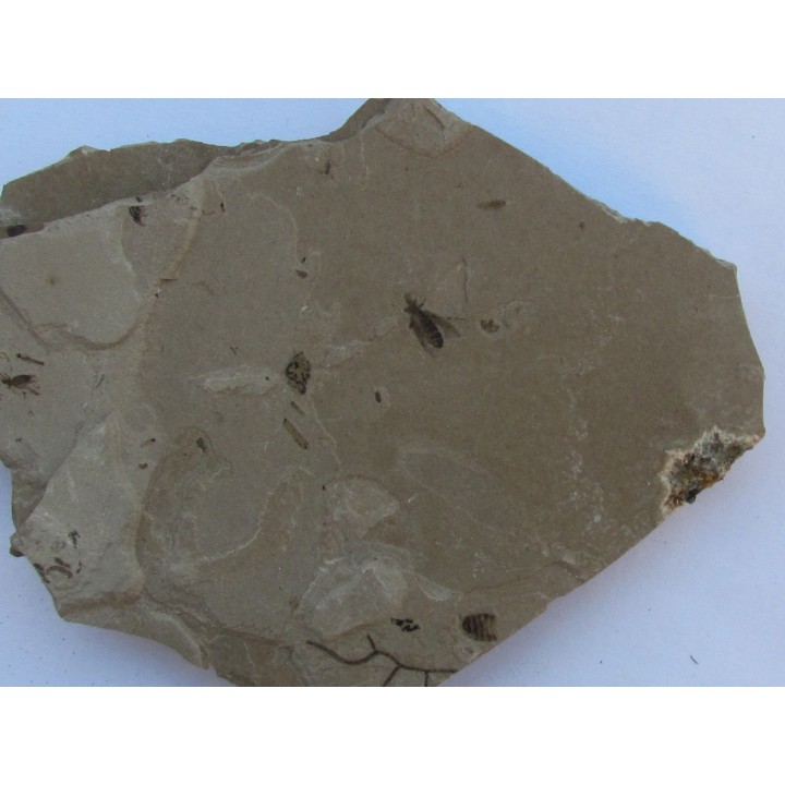 insect: SYRPHIDAE  - Wyoming - USA (1)