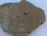 insect: SYRPHIDAE  - Wyoming - USA (1)