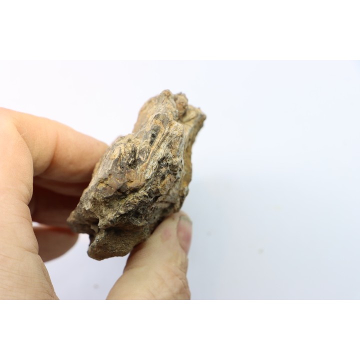 mandibule de dinosaure hadrosaure : edmontosaure