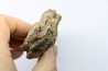 mandibule de dinosaure hadrosaure : edmontosaure