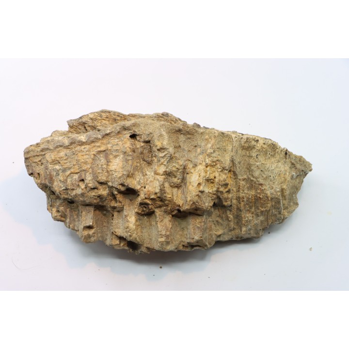 mandibule de dinosaure hadrosaure : edmontosaure