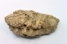 mandibule de dinosaure hadrosaure : edmontosaure
