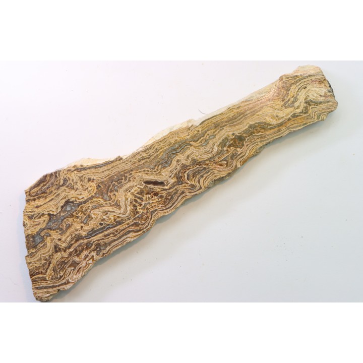 STROMATOLITE - Paléozoïc - Mexico