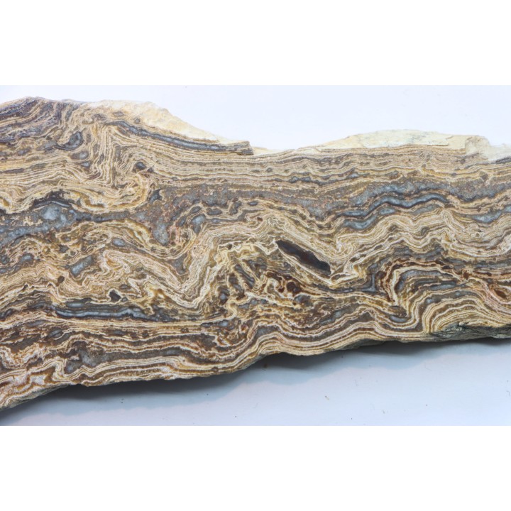STROMATOLITE - Paléozoïc - Mexico