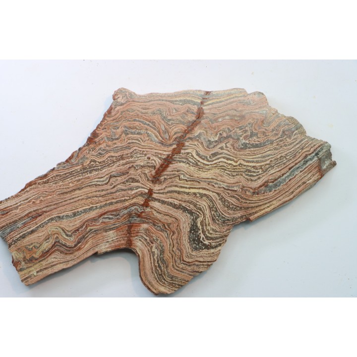 STROMATOLITE - Paléozoïc - Mexico