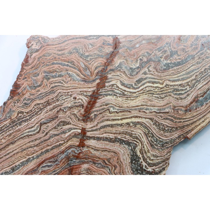 STROMATOLITE - Paléozoïc - Mexico