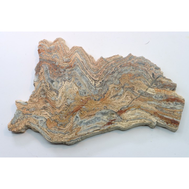 STROMATOLITE - Paléozoïc - Mexico