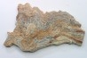 STROMATOLITE - Paléozoïc - Mexico