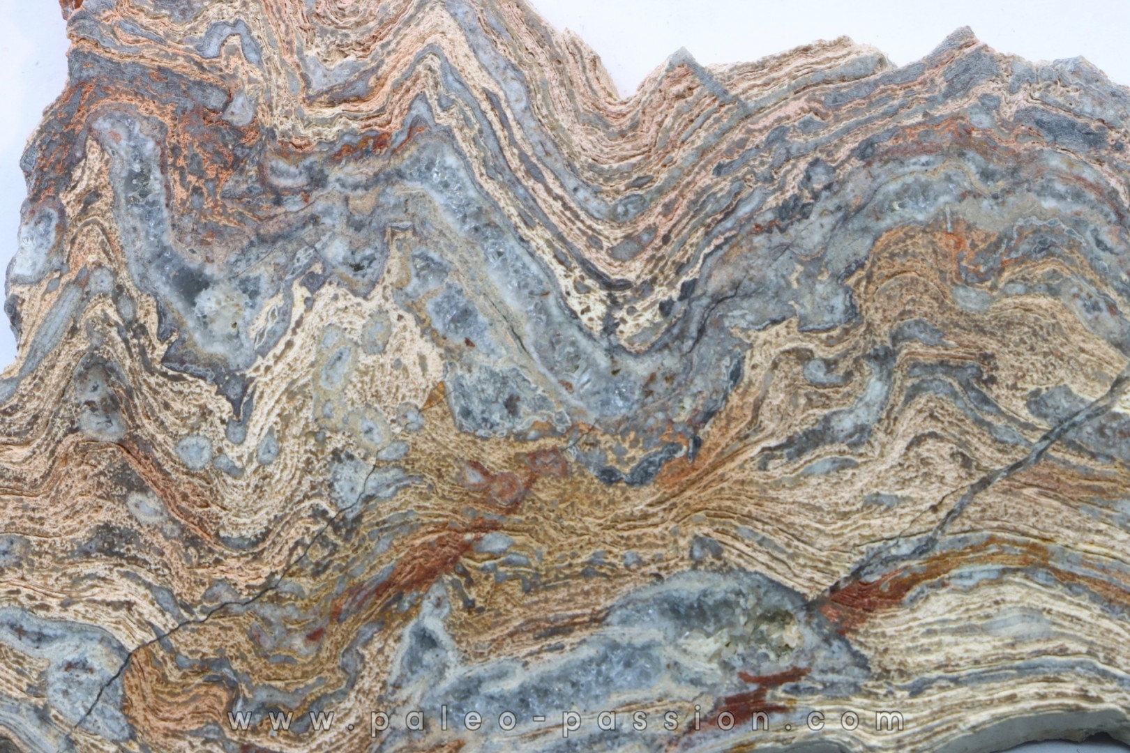 STROMATOLITE - Paléozoïc - Mexico