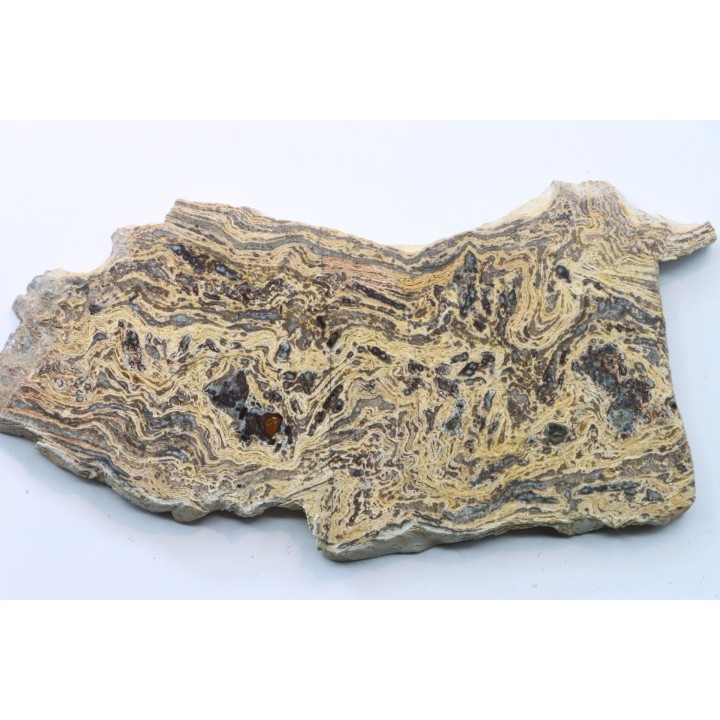 STROMATOLITE - Paléozoïc - Mexico