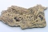 STROMATOLITE - Paléozoïc - Mexico