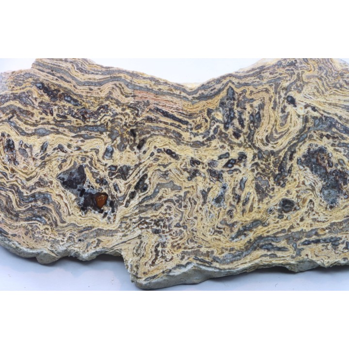 STROMATOLITE - Paléozoïc - Mexico