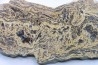 STROMATOLITE - Paléozoïc - Mexico
