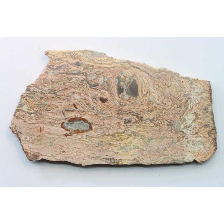 STROMATOLITE - Paléozoïc - Mexico