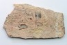 STROMATOLITE - Paléozoïc - Mexico