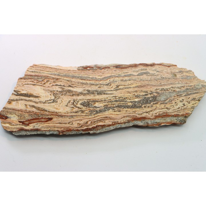 STROMATOLITE - Paléozoïc - Mexico