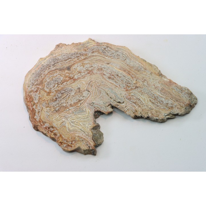 STROMATOLITE - Paléozoïc - Mexico