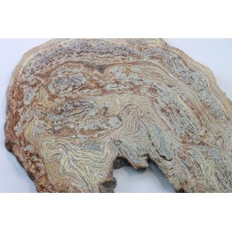 STROMATOLITE - Paléozoïc - Mexico