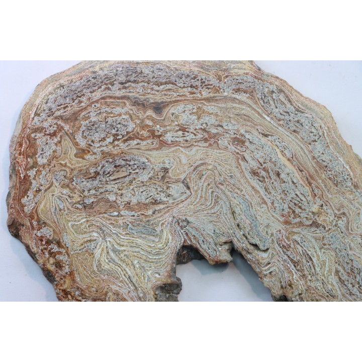 STROMATOLITE - Paléozoïc - Mexico