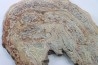 STROMATOLITE - Paléozoïc - Mexico