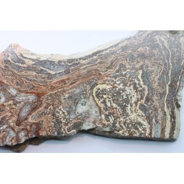 STROMATOLITE - Paléozoïc - Mexico