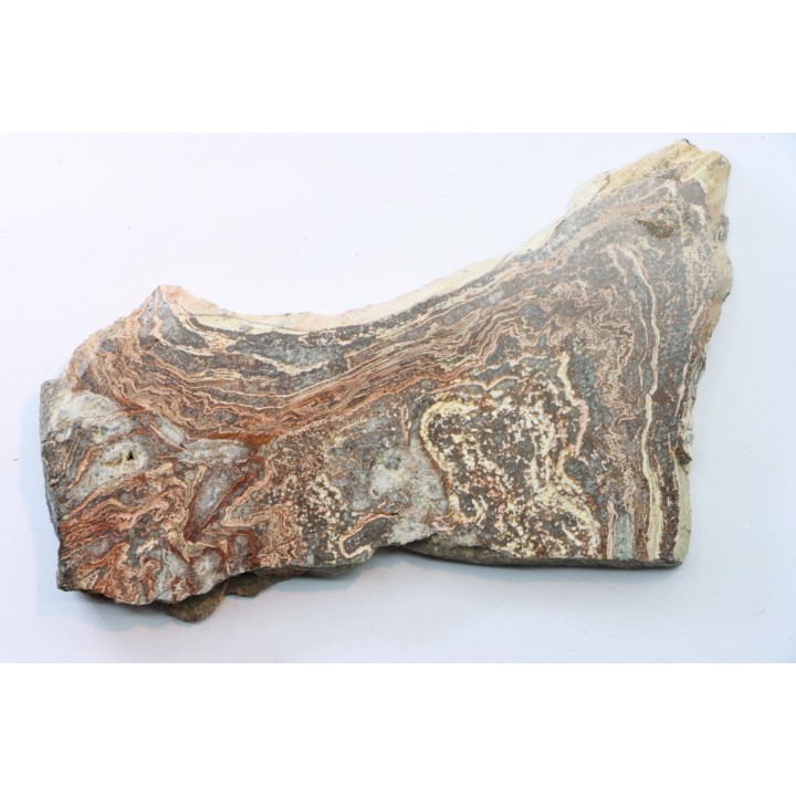 STROMATOLITE - Paléozoïc - Mexico