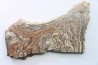 STROMATOLITE - Paléozoïc - Mexico