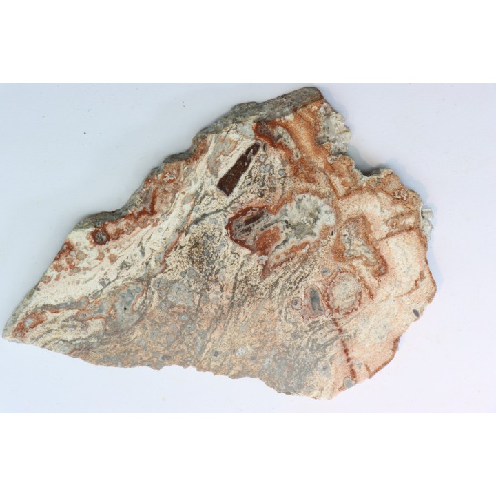 STROMATOLITE - Paléozoïc - Mexico