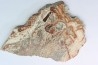 STROMATOLITE - Paléozoïc - Mexico