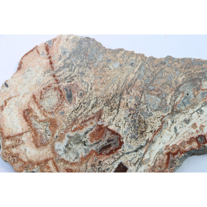 STROMATOLITE - Paléozoïc - Mexico