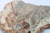 STROMATOLITE - Paléozoïc - Mexico