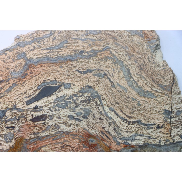 STROMATOLITE - Paléozoïc - Mexico