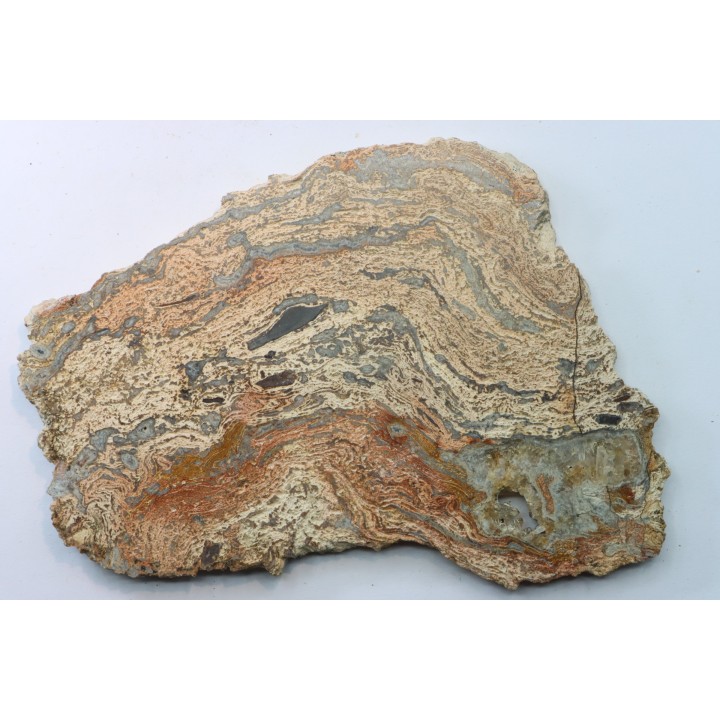 STROMATOLITE - Paléozoïc - Mexico