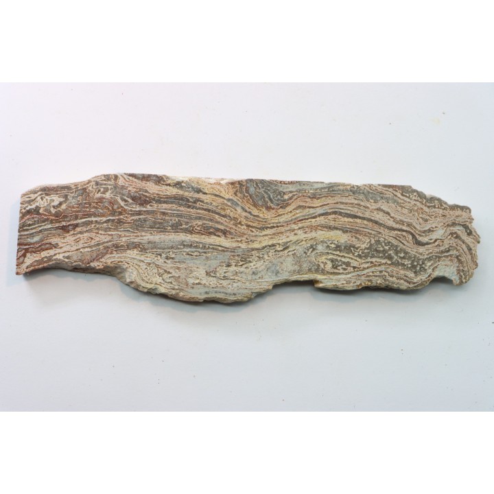 STROMATOLITE - Paléozoïc - Mexico