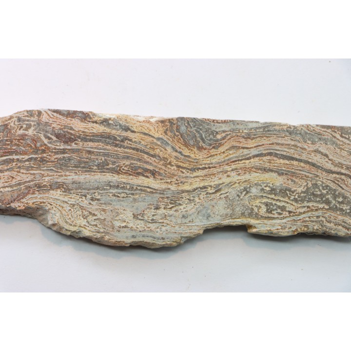 STROMATOLITE - Paléozoïc - Mexico