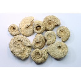set of  10 indertermined ammonites - oxfordian - Vienne (86) - FRANCE