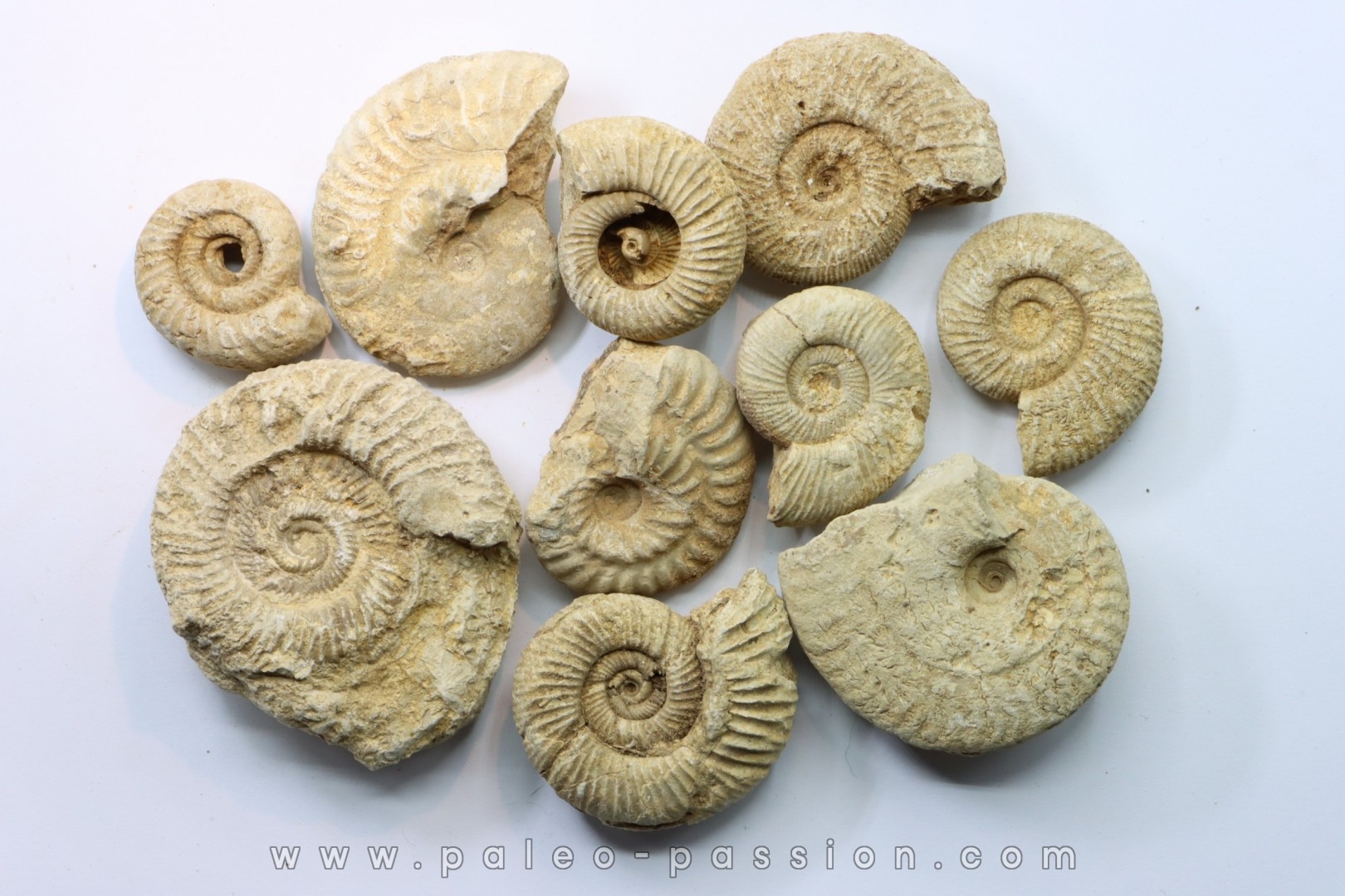set of 10 indertermined ammonites - oxfordian - Vienne (86) - FRANCE