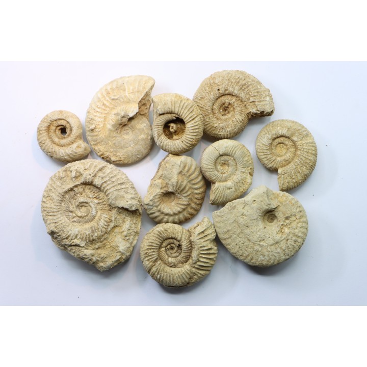 lot de 10 ammonites à déterminer - oxfordien - Vienne (86) - FRANCE